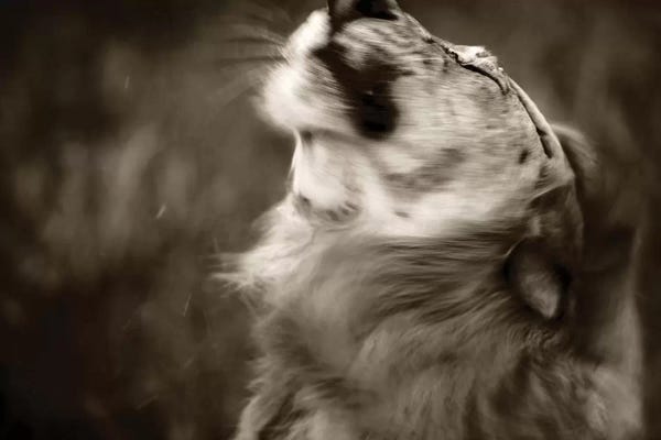 Sepia Photography: Lion by Anders Jorulf