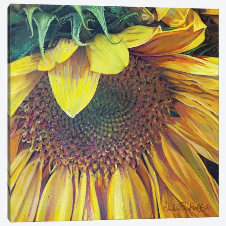 Sunflower I Canvas Print #JPH5} by Julie Pace Hoff Canvas Art