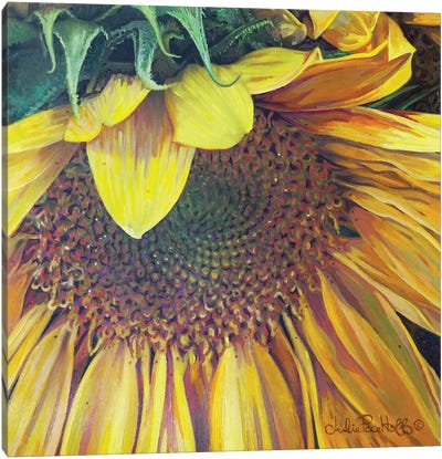 Sunflower I Canvas Art Print - Julie Pace Hoff