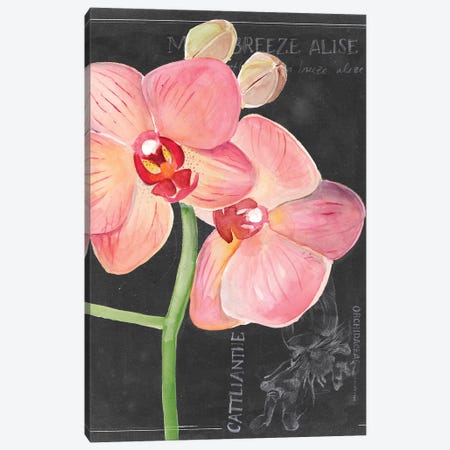 Chalkboard Flower I Canvas Print #JPP101} by Jennifer Paxton Parker Art Print