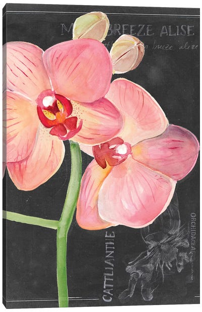 Chalkboard Flower I Canvas Art Print - Orchid Art