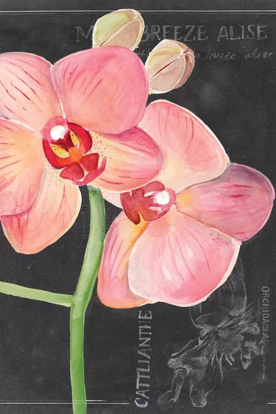 Botanical Illustrations: Chalkboard Flower I by Jennifer Paxton Parker