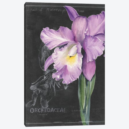Chalkboard Flower II Canvas Print #JPP102} by Jennifer Paxton Parker Canvas Print