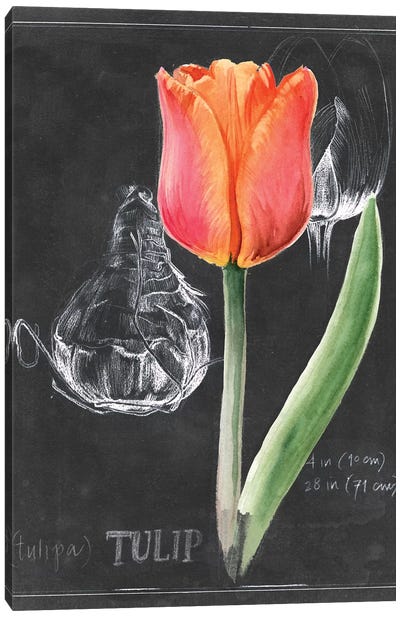Chalkboard Flower III Canvas Art Print - Tulip Art
