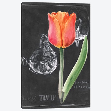 Chalkboard Flower III Canvas Print #JPP103} by Jennifer Paxton Parker Art Print