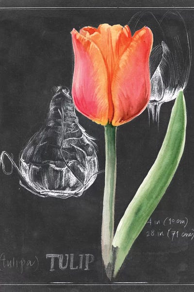 Botanical Illustrations: Chalkboard Flower III by Jennifer Paxton Parker