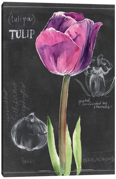 Chalkboard Flower IV Canvas Art Print - Tulip Art