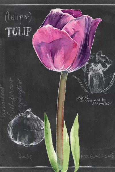 Botanical Illustrations: Chalkboard Flower IV by Jennifer Paxton Parker
