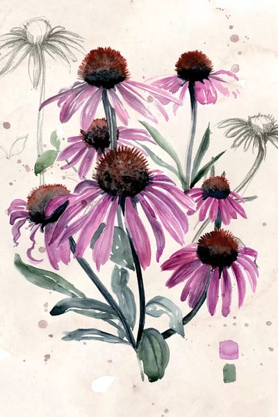 Botanical Illustrations: Purple Wildflowers I by Jennifer Paxton Parker