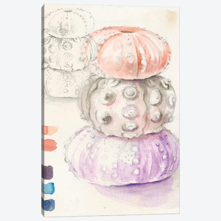 Sea Urchin Sketches I Canvas Print #JPP143} by Jennifer Paxton Parker Canvas Art Print