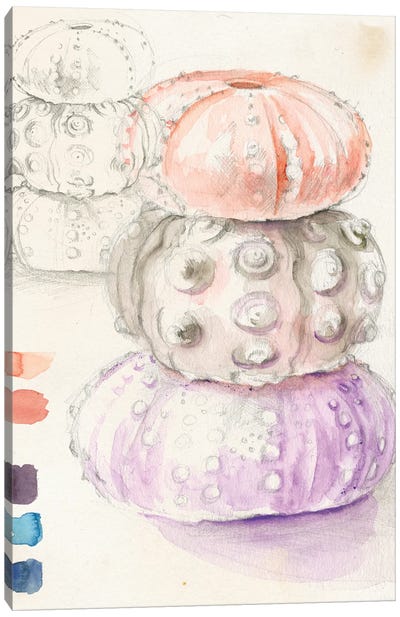 Sea Urchin Sketches I Canvas Art Print