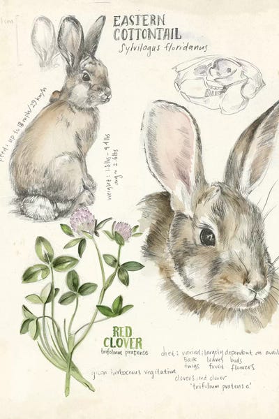 Rabbits: Wildlife Journals II by Jennifer Paxton Parker