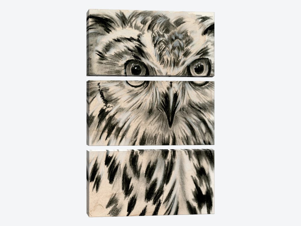 Charcoal Owl I by Jennifer Paxton Parker 3-piece Art Print