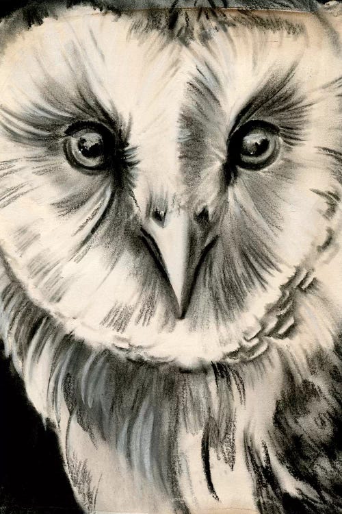 Charcoal Owl II by Jennifer Paxton Parker wall art