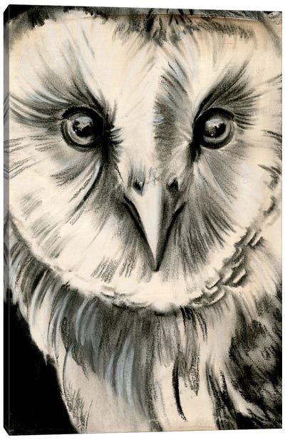 Charcoal Owl II Canvas Art Print - Owl Art