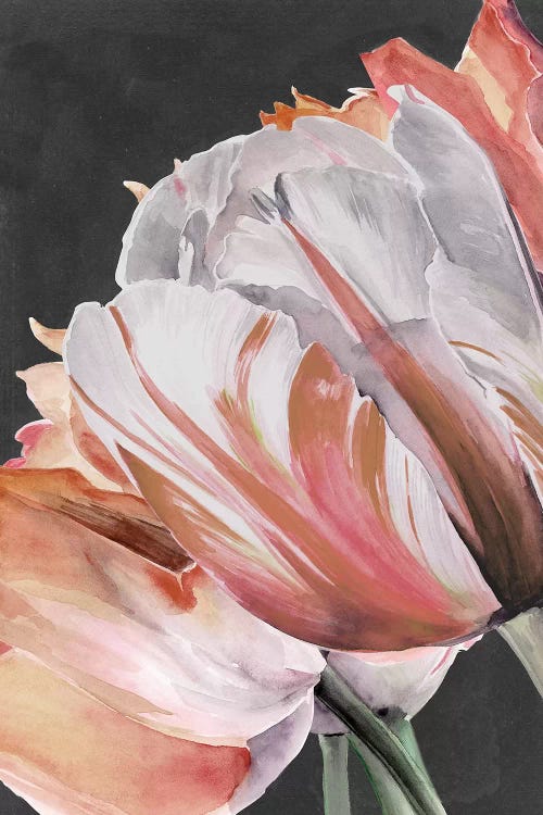 Pastel Parrot Tulips III