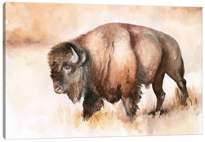 Buffalo Roam I Canvas Art Print - Bison & Buffalo Art