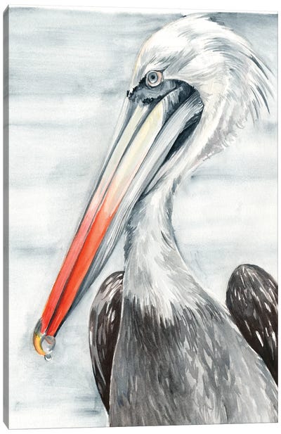 Grey Pelican II Canvas Art Print - Jennifer Paxton Parker