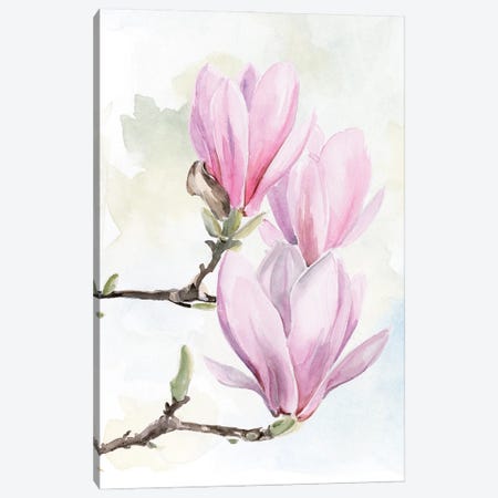 Magnolia Blooms I Canvas Print #JPP309} by Jennifer Paxton Parker Canvas Art Print