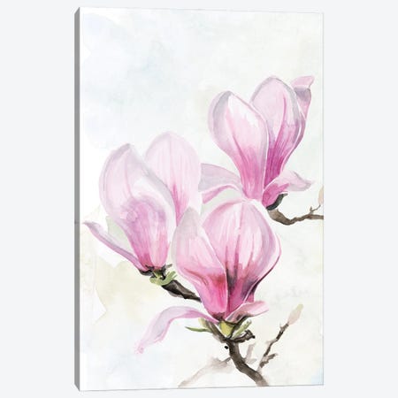 Magnolia Blooms II Canvas Print #JPP310} by Jennifer Paxton Parker Canvas Artwork
