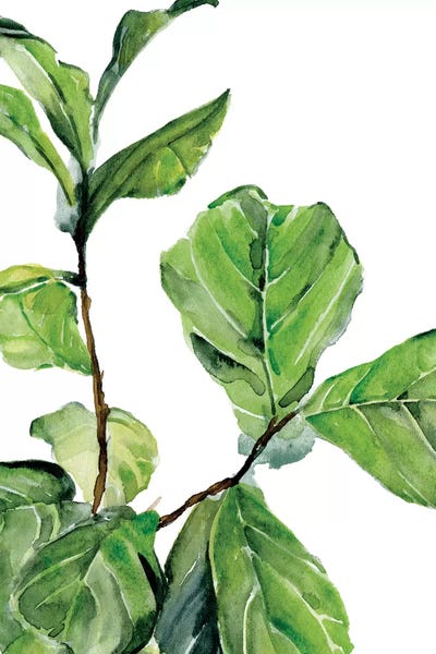 Fiddle Fig II by Jennifer Paxton Parker framed canvas print