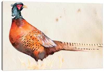 Pheasantry II Canvas Art Print - Pheasant Art