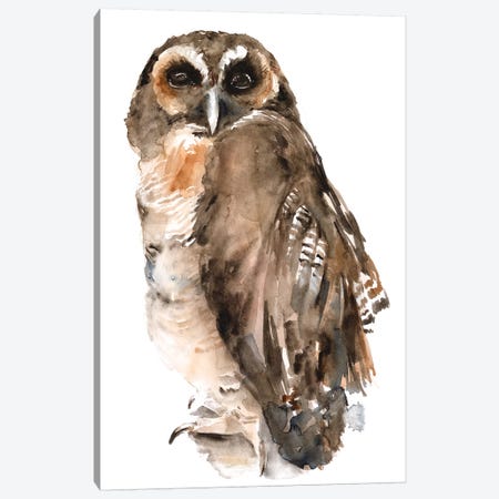 Watercolor Owl I Canvas Print #JPP482} by Jennifer Paxton Parker Canvas Art