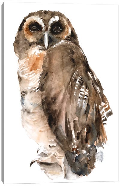 Watercolor Owl I Canvas Art Print - Owl Art