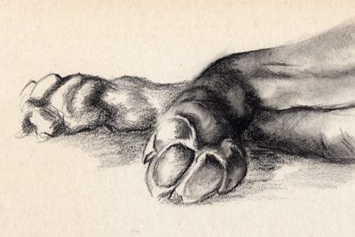 Charcoal Paws I by Jennifer Paxton Parker canvas print