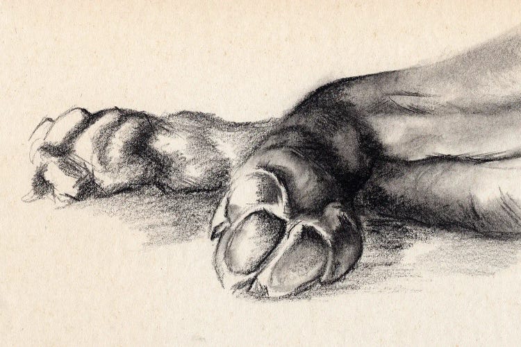 Charcoal Paws I