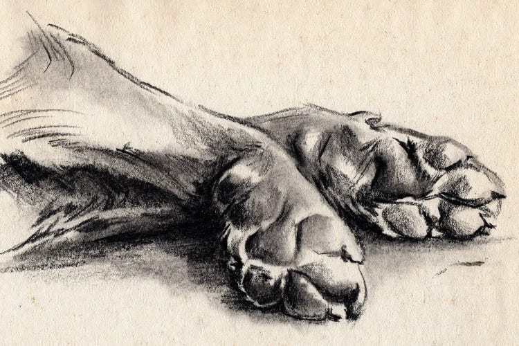 Charcoal Paws II by Jennifer Paxton Parker wall art