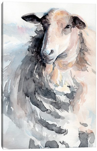 Watercolor Sheep II Canvas Art Print - Jennifer Paxton Parker