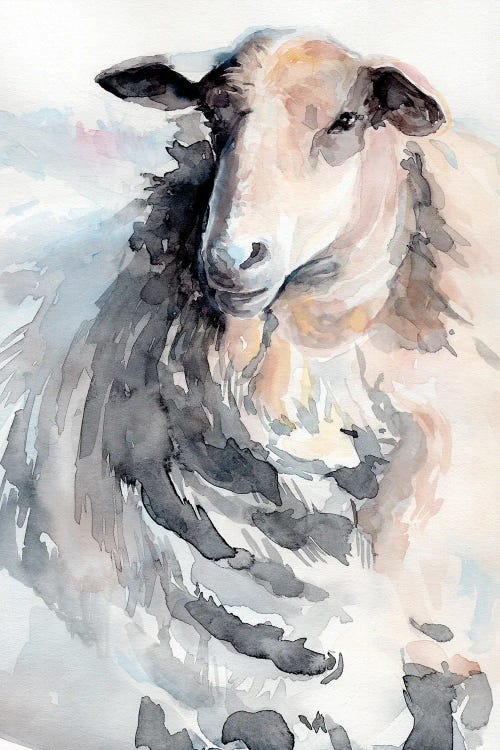 Watercolor Sheep II