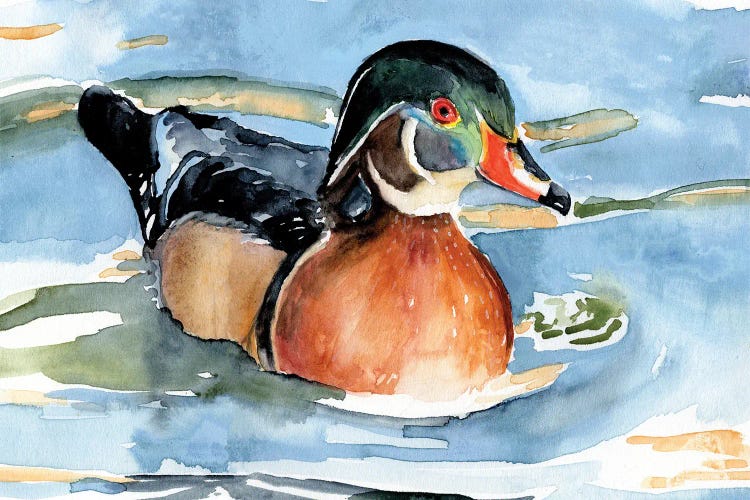 Watercolor Woodduck II