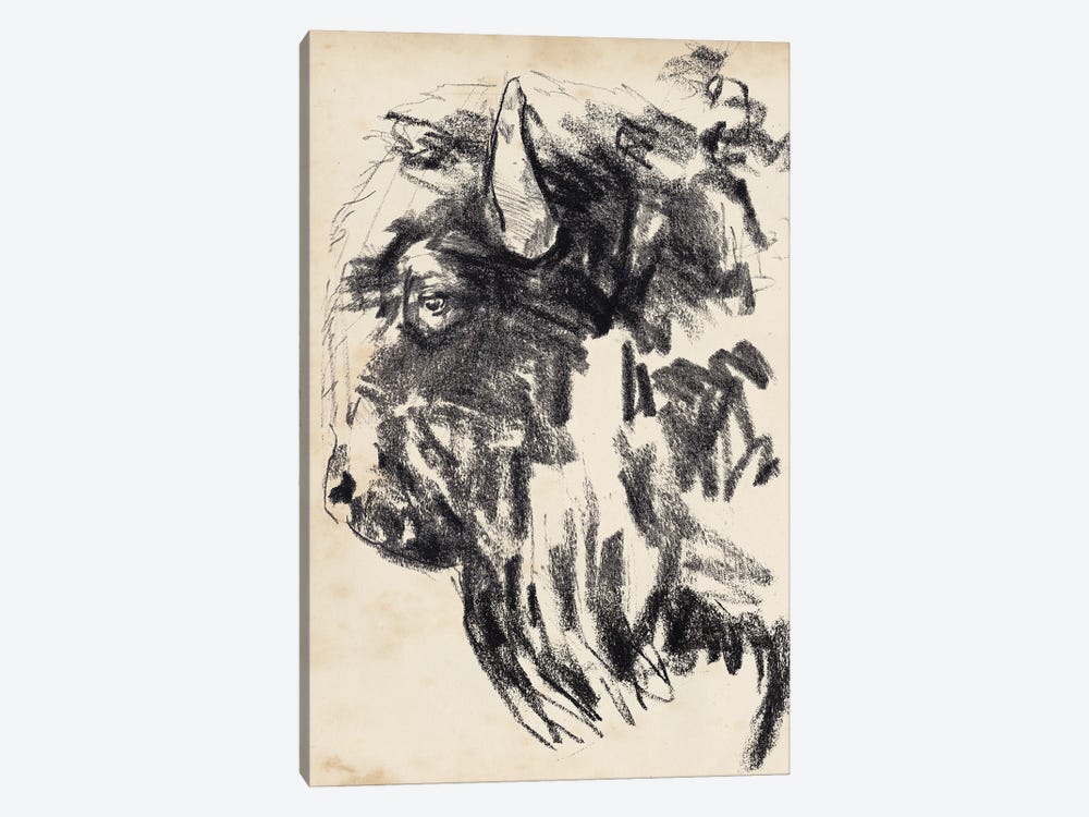 Bison Head Gesture II by Jennifer Paxton Parker 1-piece Canvas Print