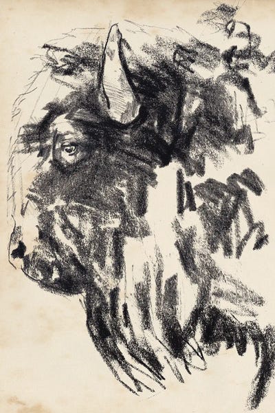 Bison & Buffaloes: Bison Head Gesture II by Jennifer Paxton Parker