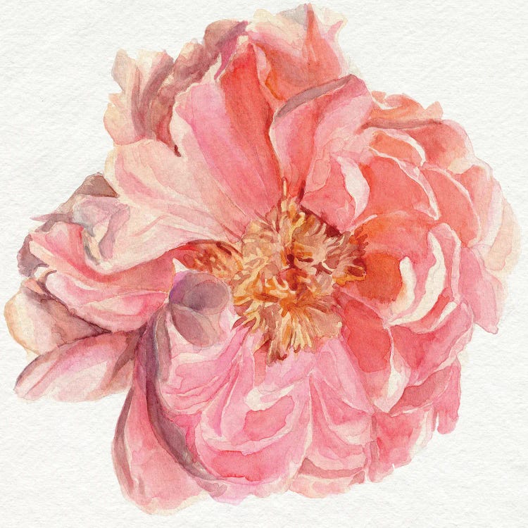 Blossomed Peony I