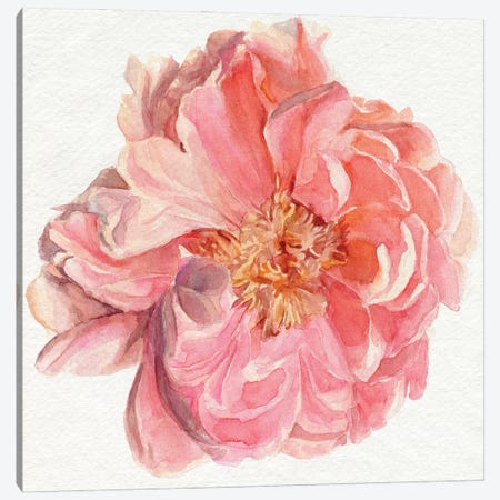 Blossomed Peony I Canvas Print #JPP524} by Jennifer Paxton Parker Canvas Wall Art
