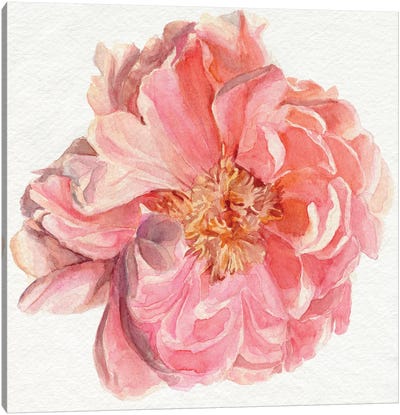 Blossomed Peony I Canvas Art Print - Jennifer Paxton Parker