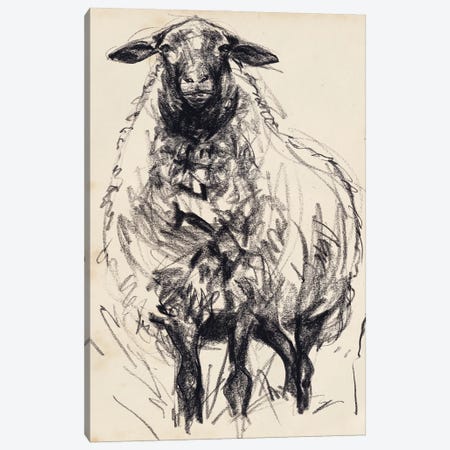 Charcoal Sheep I Canvas Print #JPP534} by Jennifer Paxton Parker Art Print