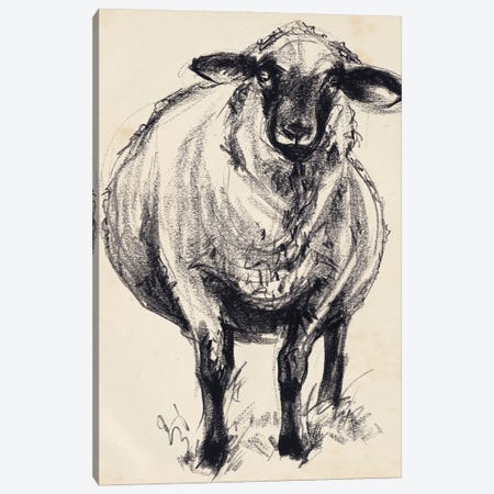 Charcoal Sheep II Canvas Print #JPP535} by Jennifer Paxton Parker Canvas Print