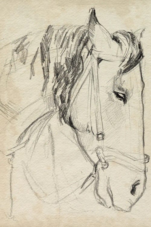 Horse in Bridle Sketch I