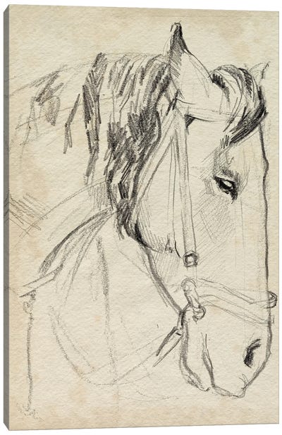 Horse in Bridle Sketch I Canvas Art Print - Animal Illustrations