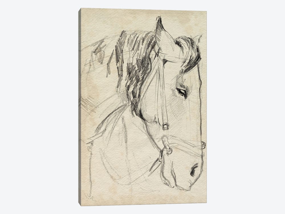 Horse in Bridle Sketch I by Jennifer Paxton Parker 1-piece Canvas Wall Art