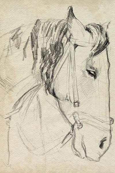 Animal Illustrations: Horse in Bridle Sketch I by Jennifer Paxton Parker