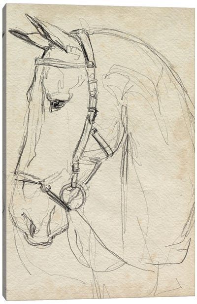 Horse in Bridle Sketch II Canvas Art Print - Horse Art