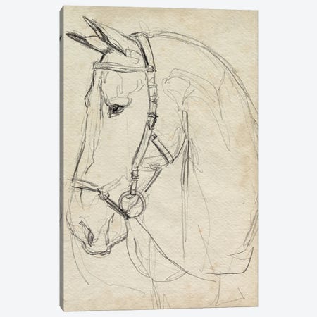 Horse in Bridle Sketch II Canvas Print #JPP610} by Jennifer Paxton Parker Canvas Print