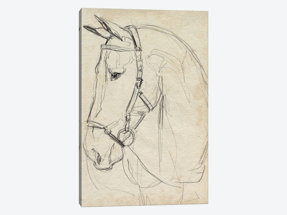 Horse in Bridle Sketch II by Jennifer Paxton Parker 1-piece Canvas Art Print