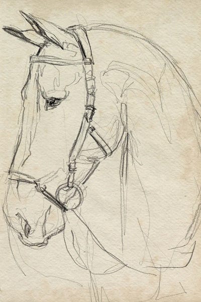 Animal Illustrations: Horse in Bridle Sketch II by Jennifer Paxton Parker