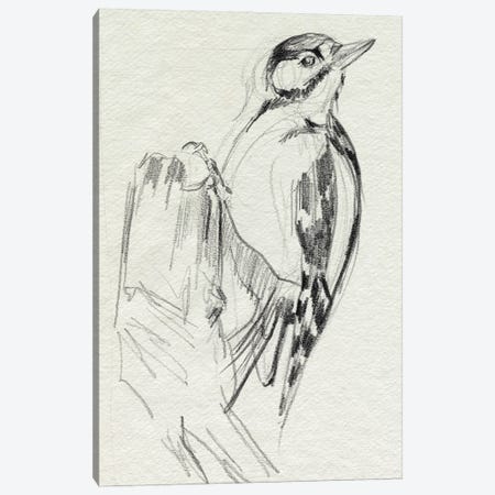Woodpecker Sketch II Canvas Print #JPP646} by Jennifer Paxton Parker Canvas Print